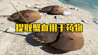 提取马蹄蟹的血液用于药物
