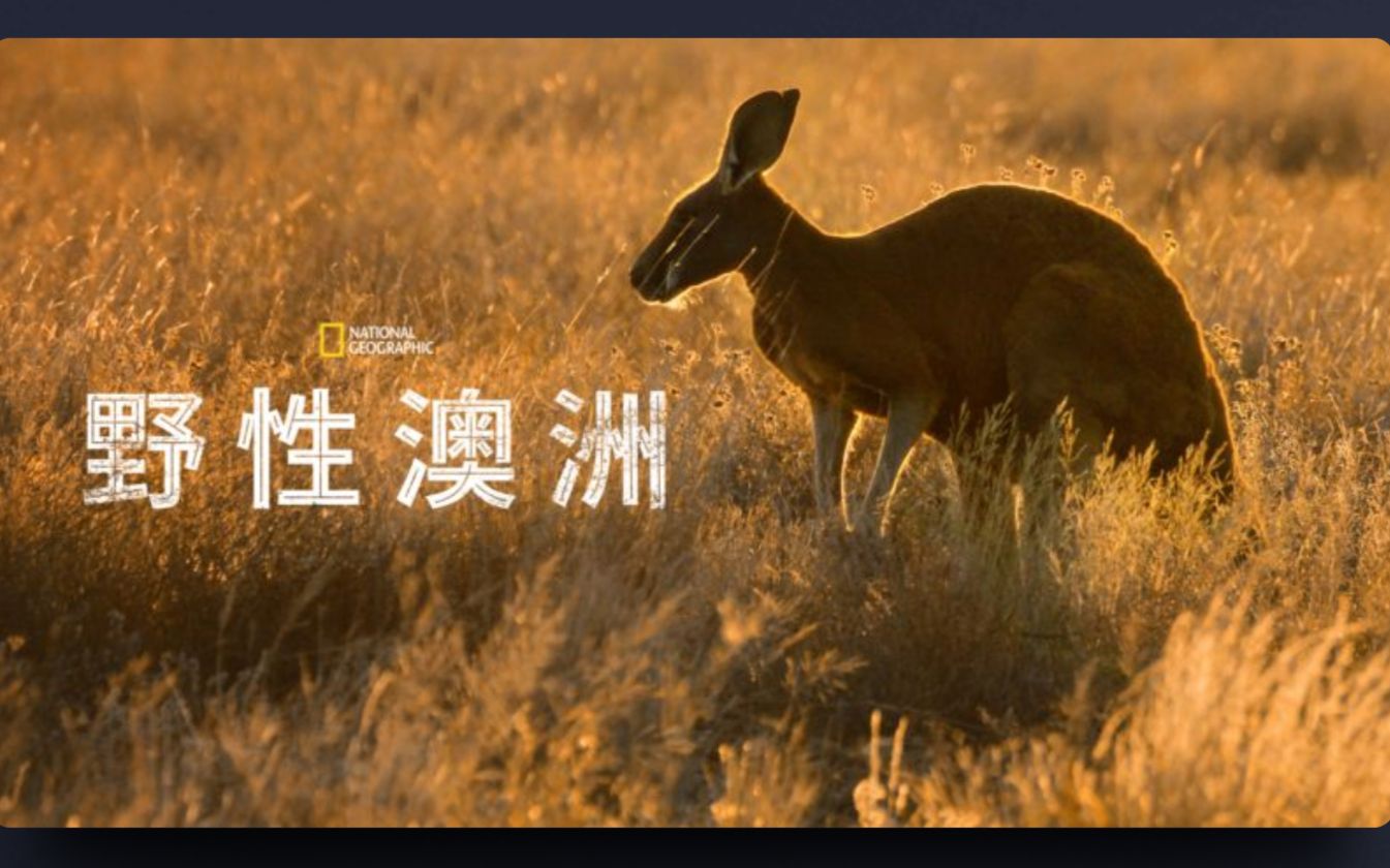 野性澳洲 1080P中英文双语字幕 Wild Australia哔哩哔哩bilibili