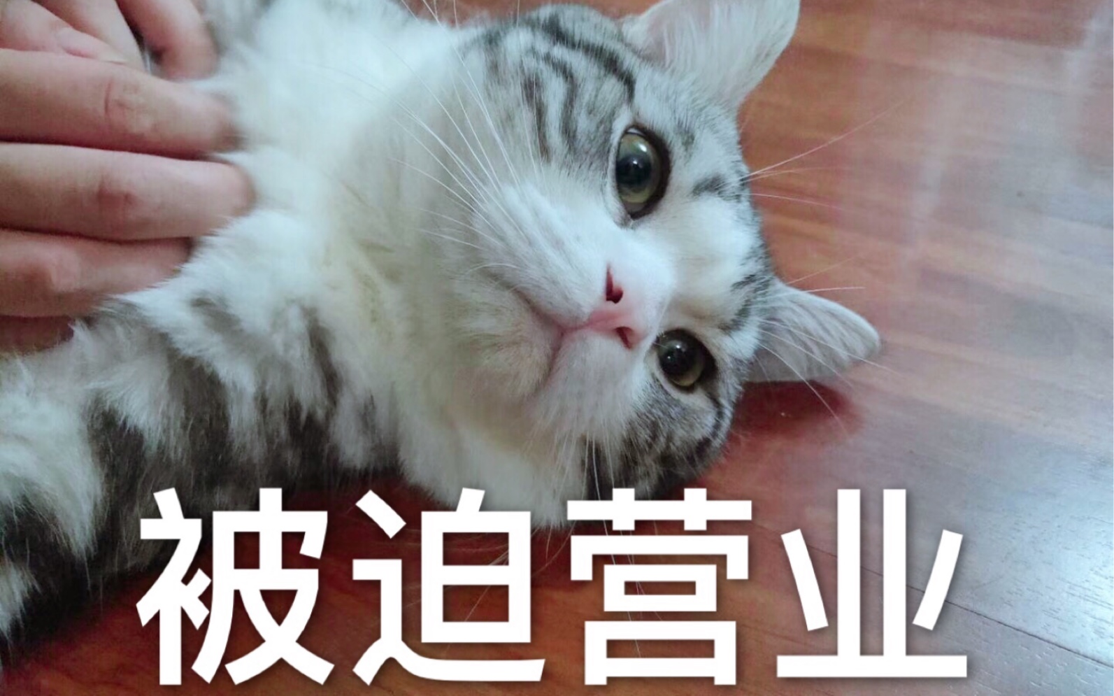 高冷猫咪,被迫营业