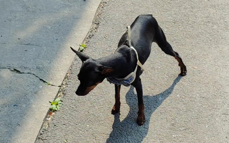 是细狗啊,看它腿细不细