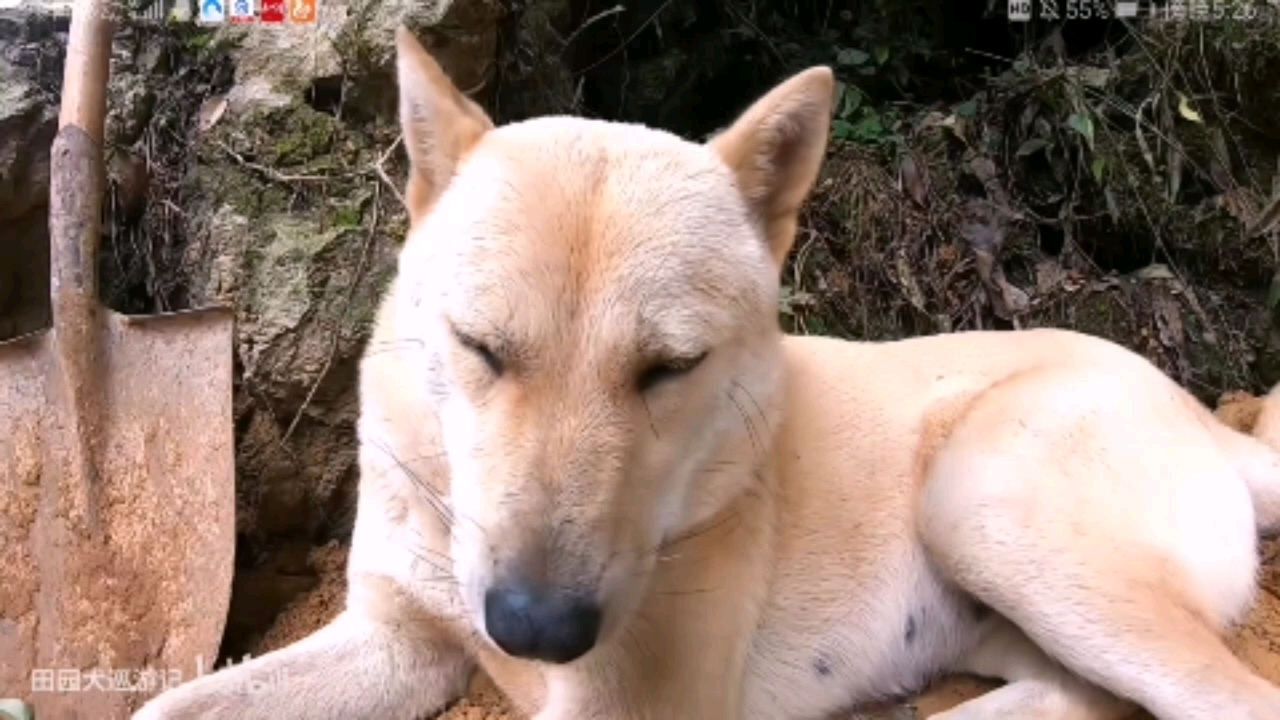 田园犬巡游记/没有撤退可言/露露/阿爆/狗舅燃向剪辑