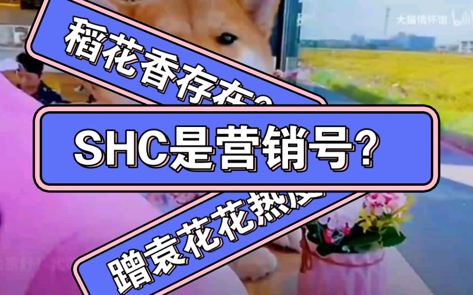 吐槽营销号(1):SHC是营销号?蹭袁花花热度?稻花香存在?道德绑架?哔哩哔哩bilibili