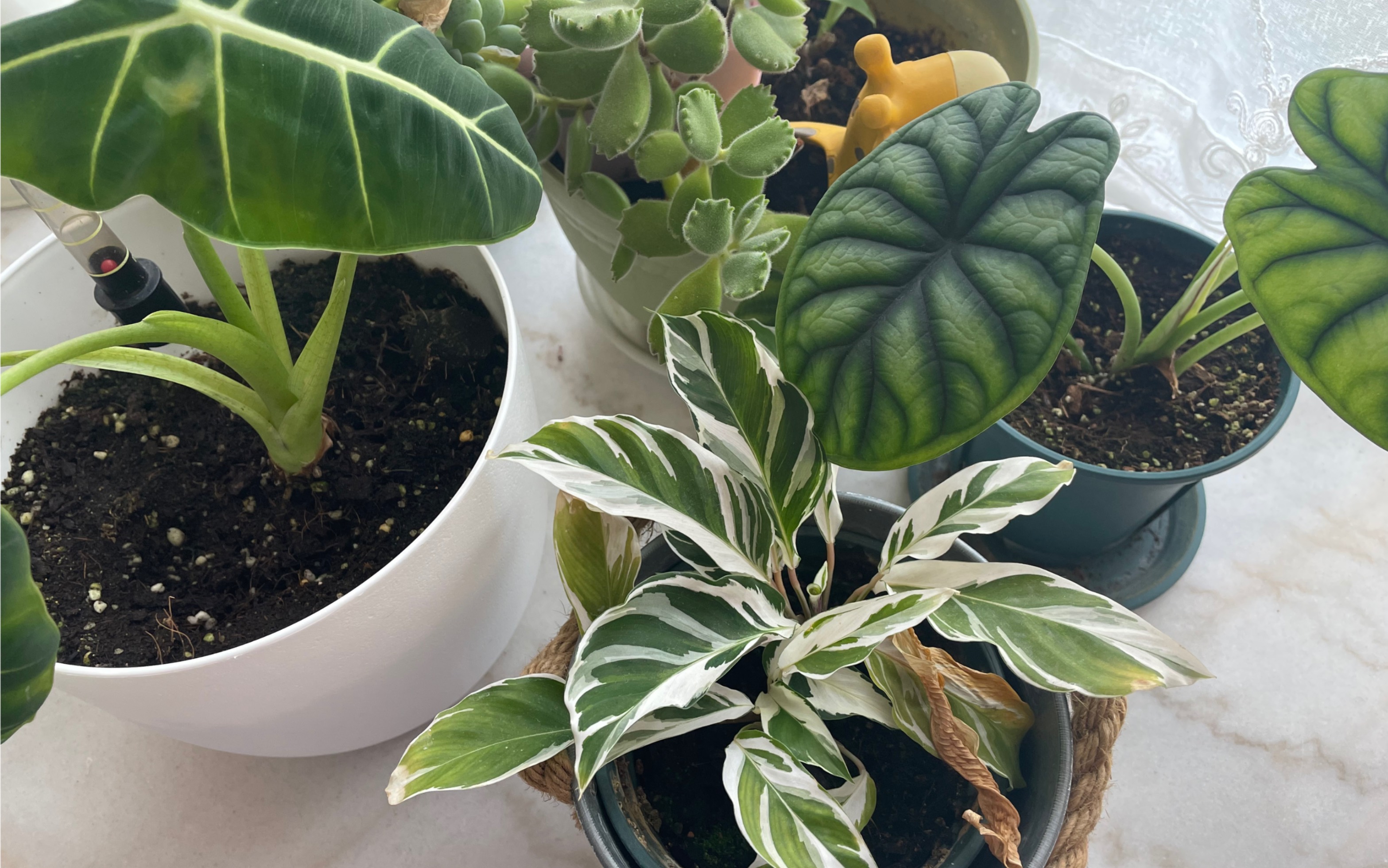 【日常】哈斯塔姆蔓绿绒水培更新,绿天鹅绒海芋受伤_哔哩哔哩_bili