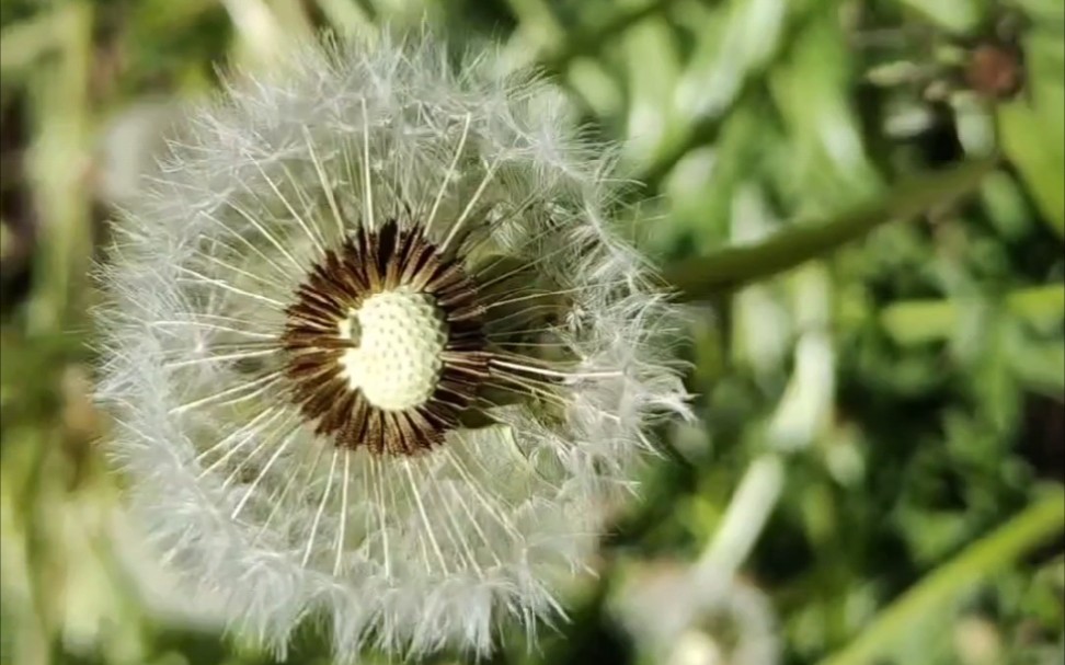 春天的风有多温柔秃头的蒲公英肯定知道
