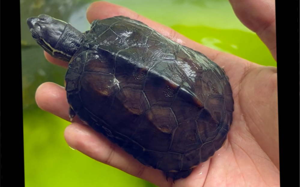 8.8新到的16元黑颈杂草下水吃食