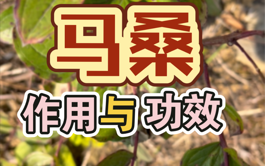 岩马桑的功效与作用(岩马桑的功效与作用-全面解析)