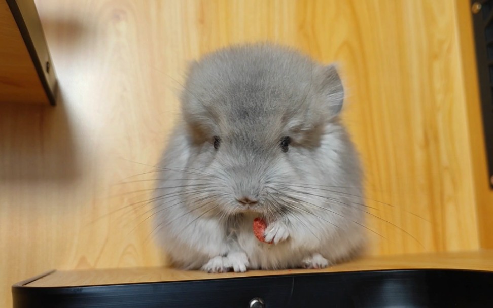 长毛紫灰妹妹也长得胖嘟嘟的,龙猫妈妈带的很好呀!