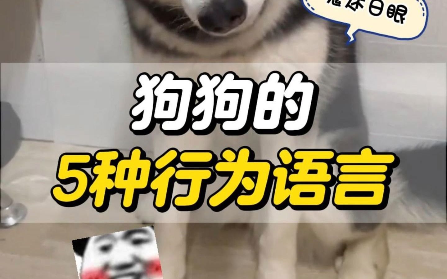狗狗的5种行为语言