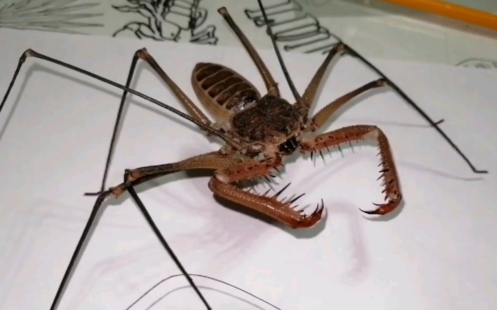 活动  世界最大体长鞭蛛,墨西哥锈色冠鞭蛛玩起来有多爽?