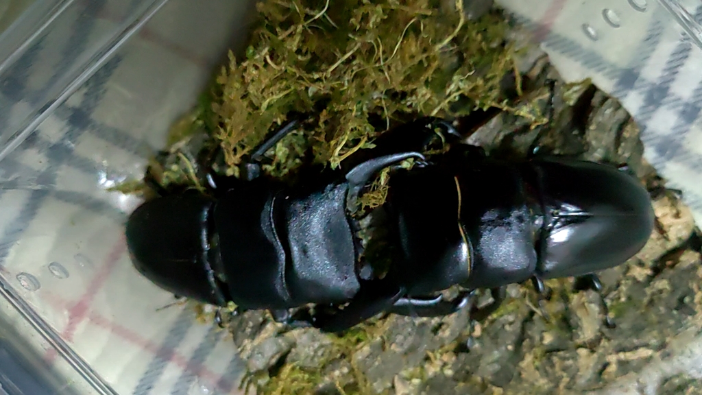 79mm中扁击败82mm苏拉威西巨扁新虫