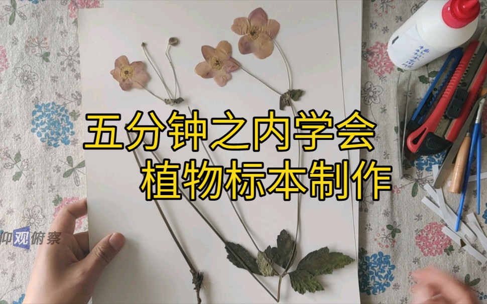 五分钟之内学会植物标本制作技巧哔哩哔哩bilibili