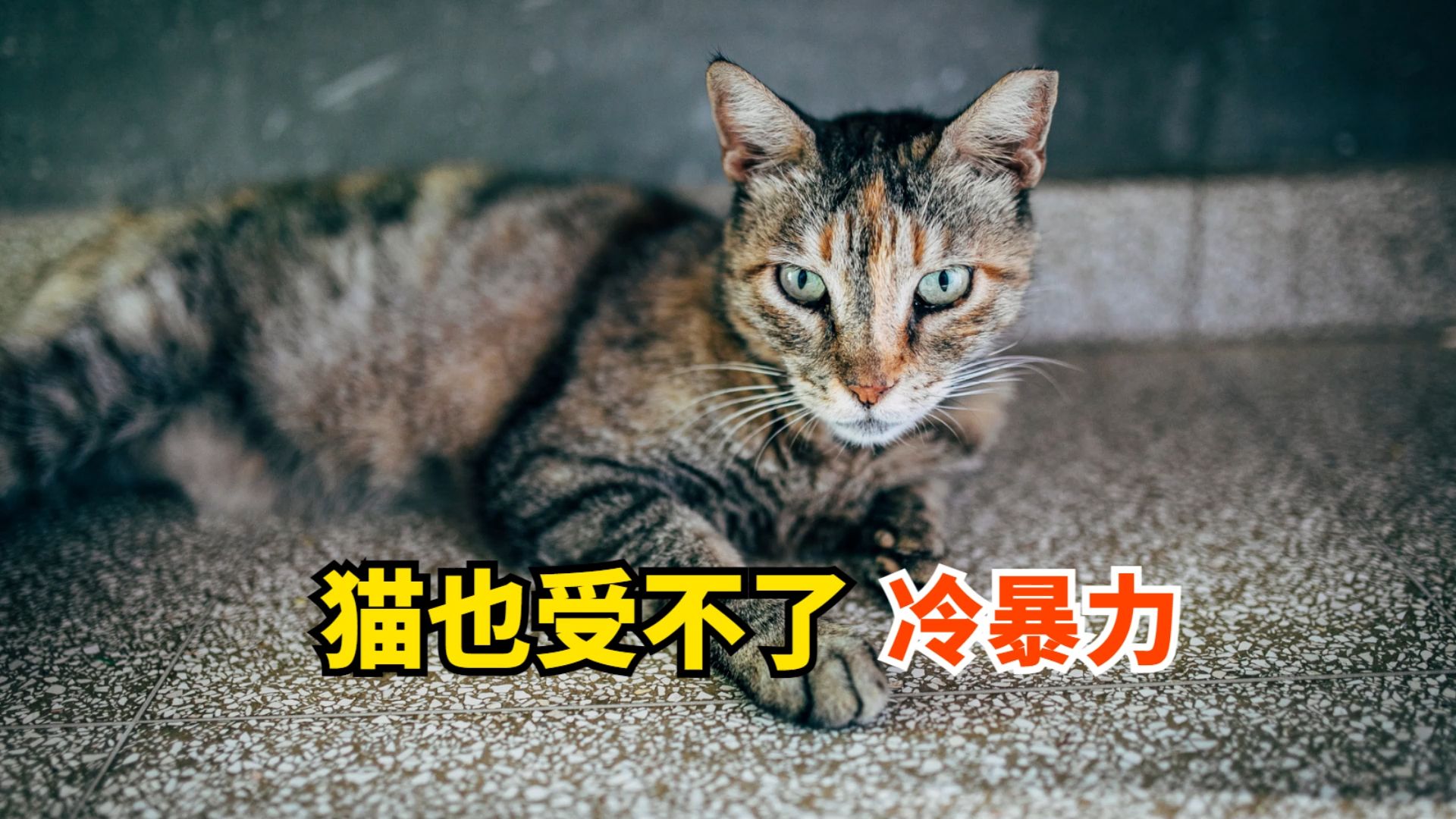 猫也受不了冷暴力,它要暴走了哔哩哔哩bilibili