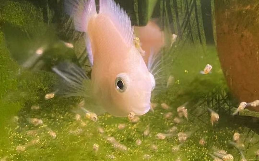 迷你鹦鹉鱼孵化