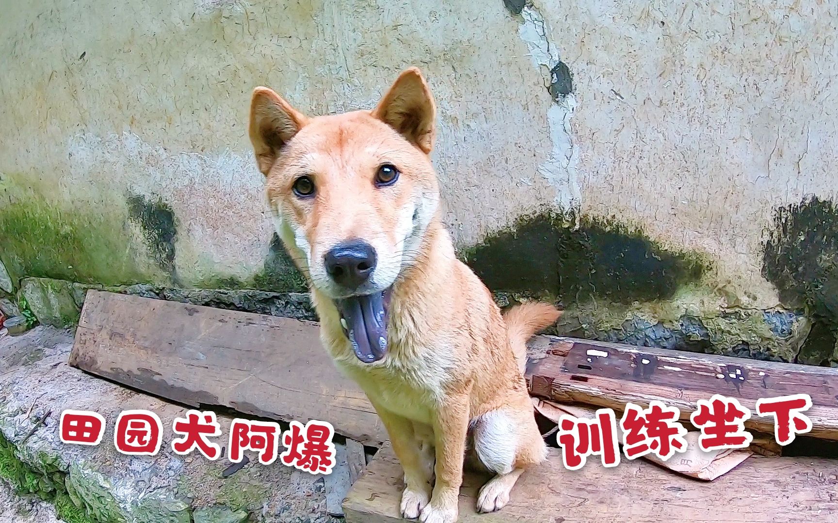 田园犬阿爆性格太急躁,用几颗狗粮教它坐下,看看训练效果怎样?