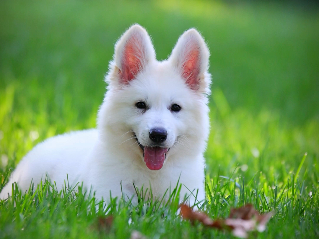 微笑天使白德牧