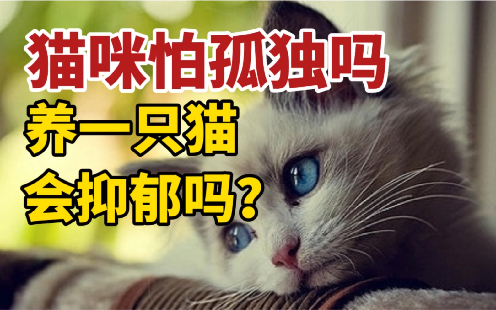 猫咪会害怕孤独吗?只养一只猫会抑郁吗?哔哩哔哩bilibili