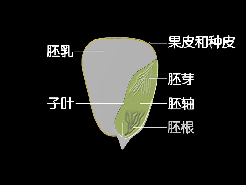 玉米种子的细胞结构图图片
