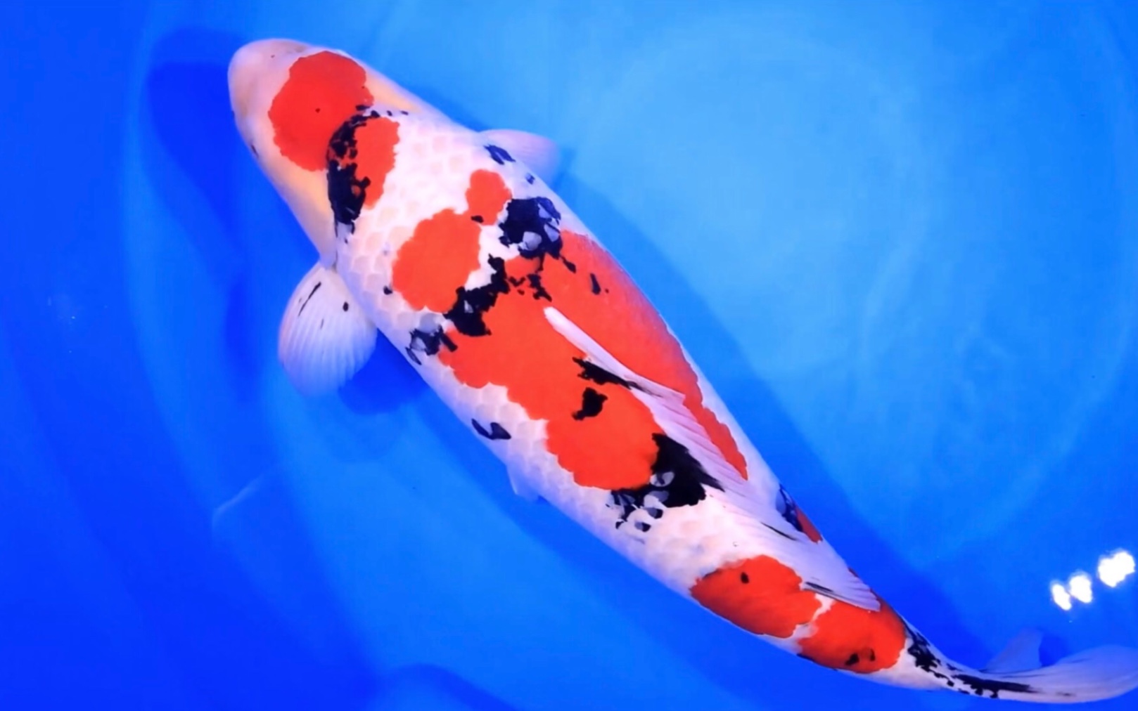 桃太郎大正三色锦鲤雄五岁八十六公分观赏鱼.