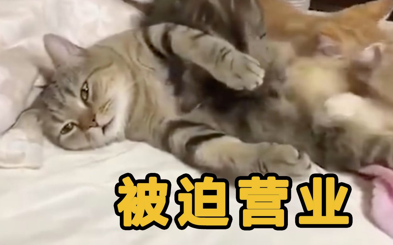 被迫营业的大猫,露出生无可恋的表情,太惨了.