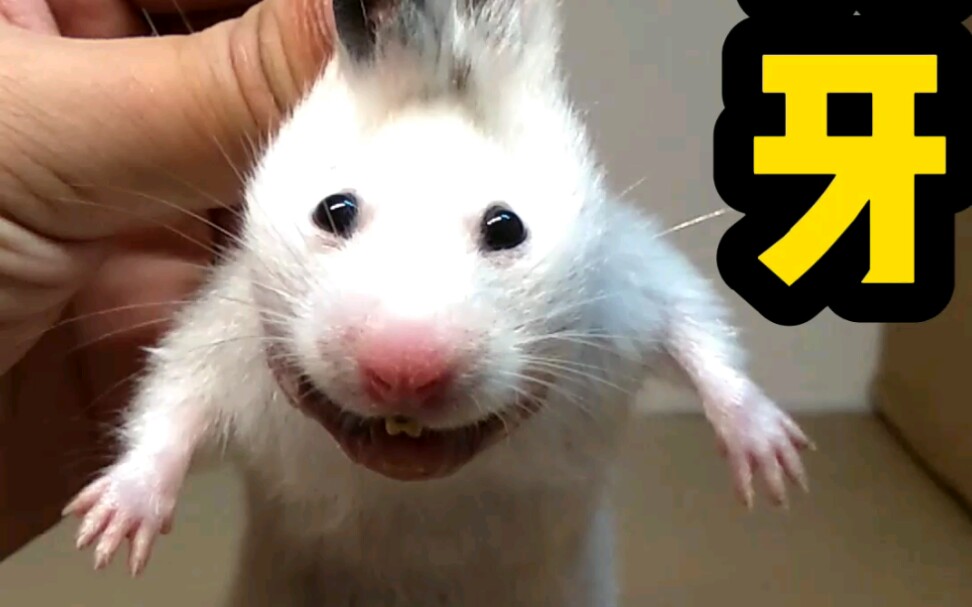 剪牙仓鼠金丝熊太迟太长不方便仓鼠进食