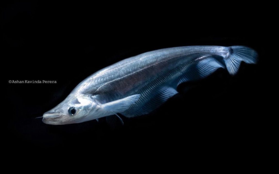 阿波光缺鳍鲶/天竺细丝鲶(krytopterus apogon)