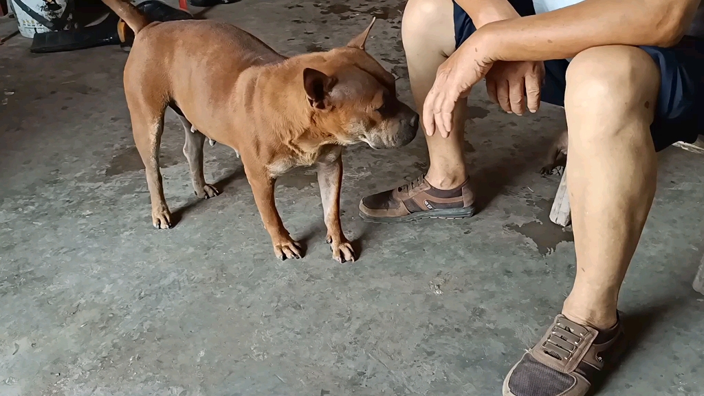 老人家养的川东猎犬,性格温顺又听话哔哩哔哩bilibili