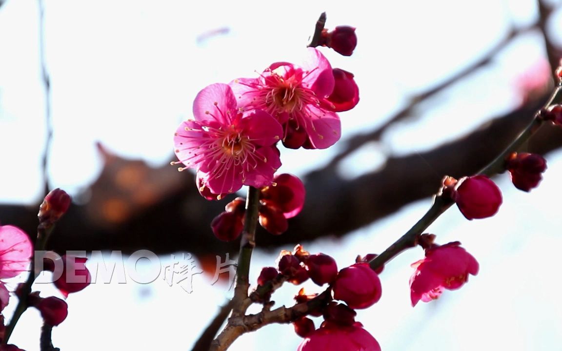 2k画质唯美红梅梅花盛开新春祝福春节冬天大自然景色实拍视频素材