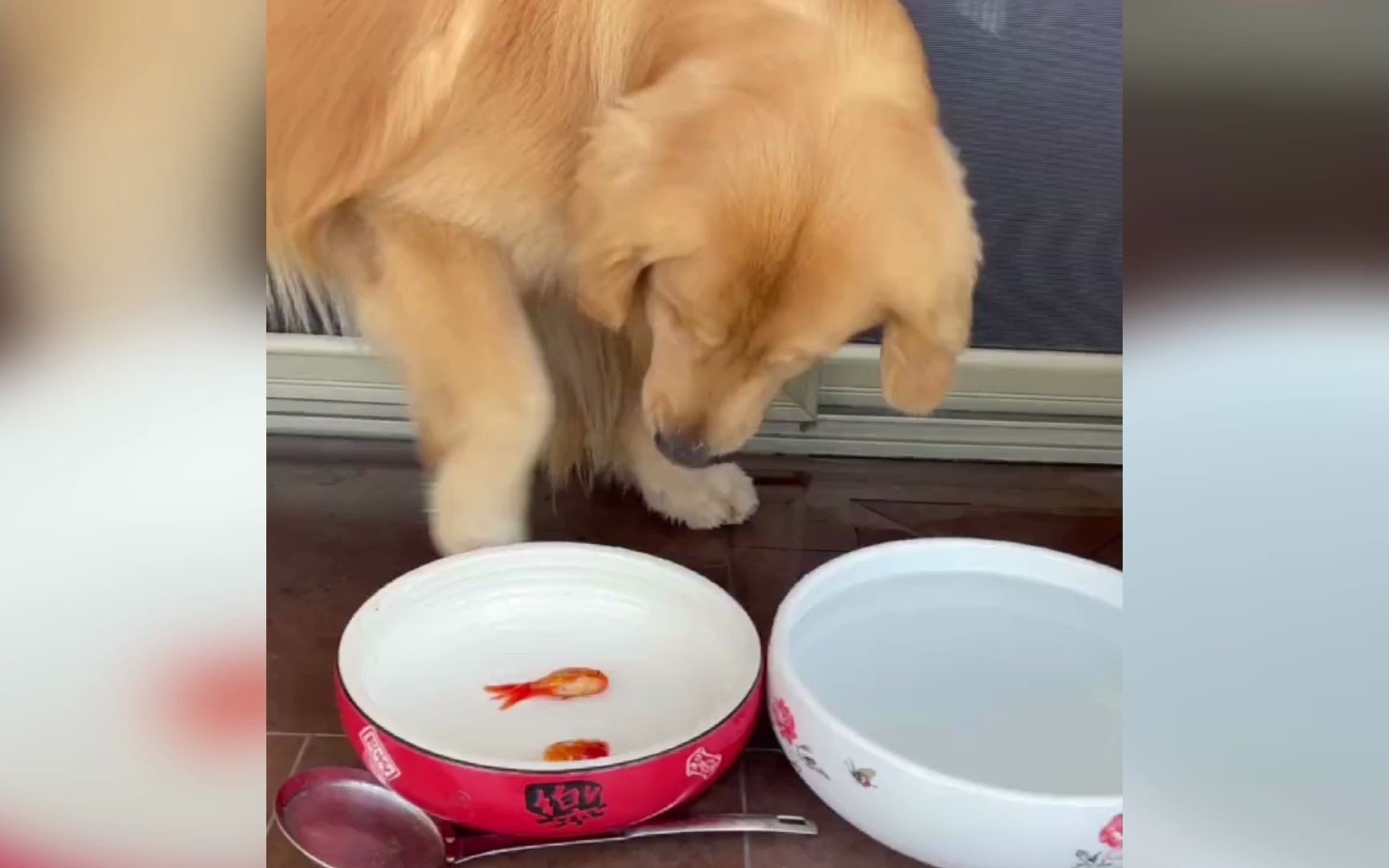 全网最爱养鱼的狗子小心翼翼给金鱼换完水后还叼来肉干给它们吃