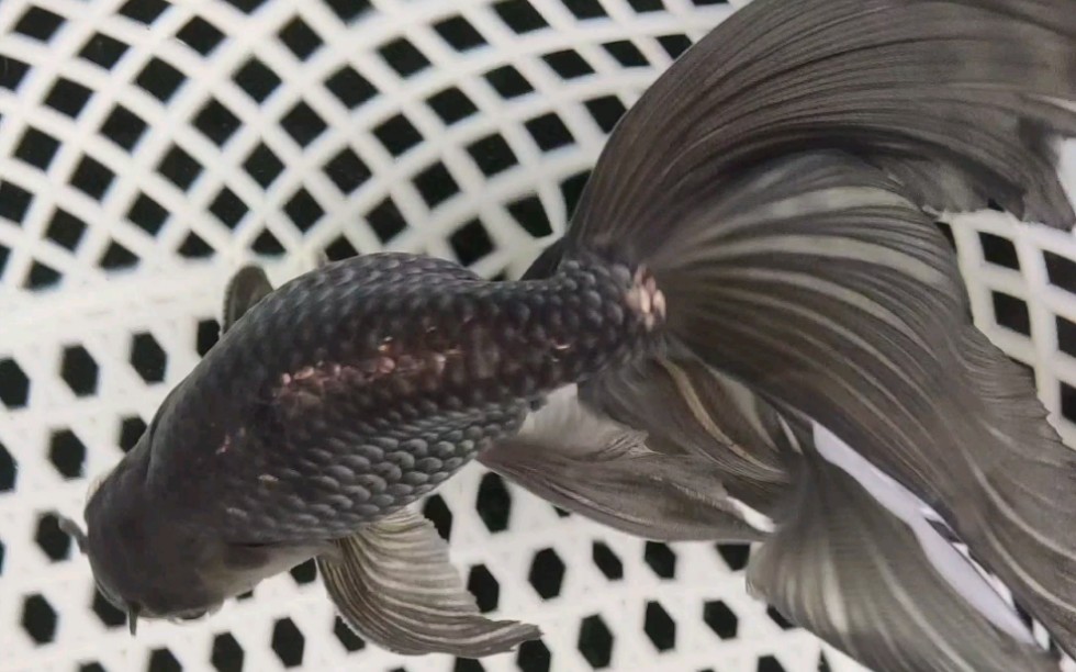 传统金鱼 蓝丹凤 这条身子有点短圆 不过尾巴很飘逸