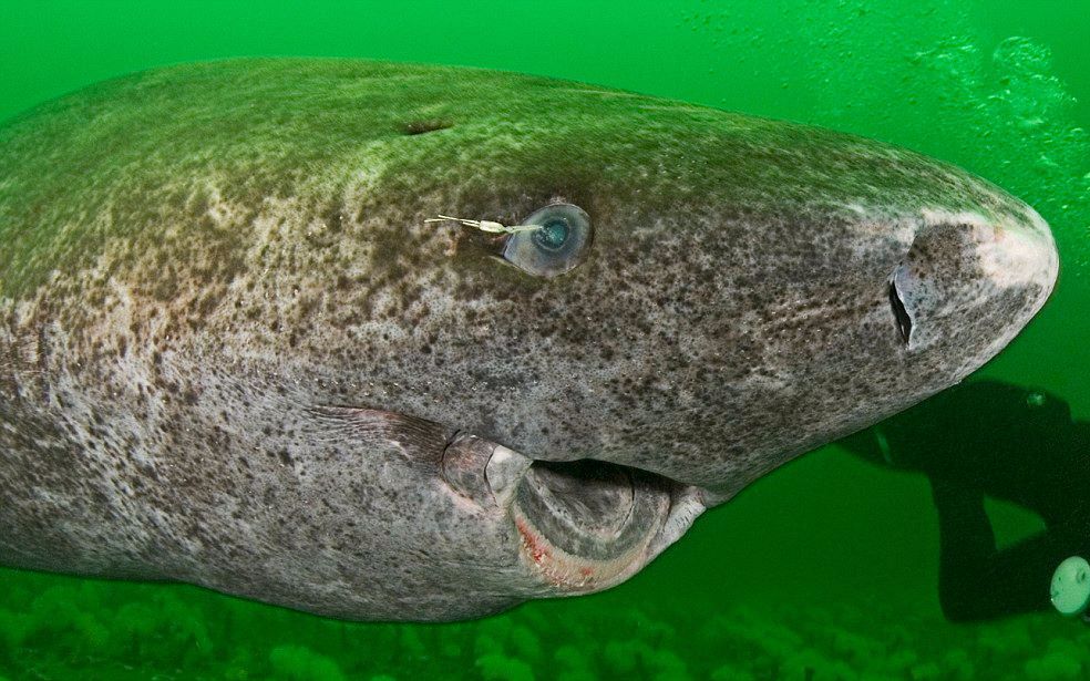 这种鲨鱼能活400岁 它从明朝活到了现在 寿命比乌龟还长一倍_哔哩哔哩