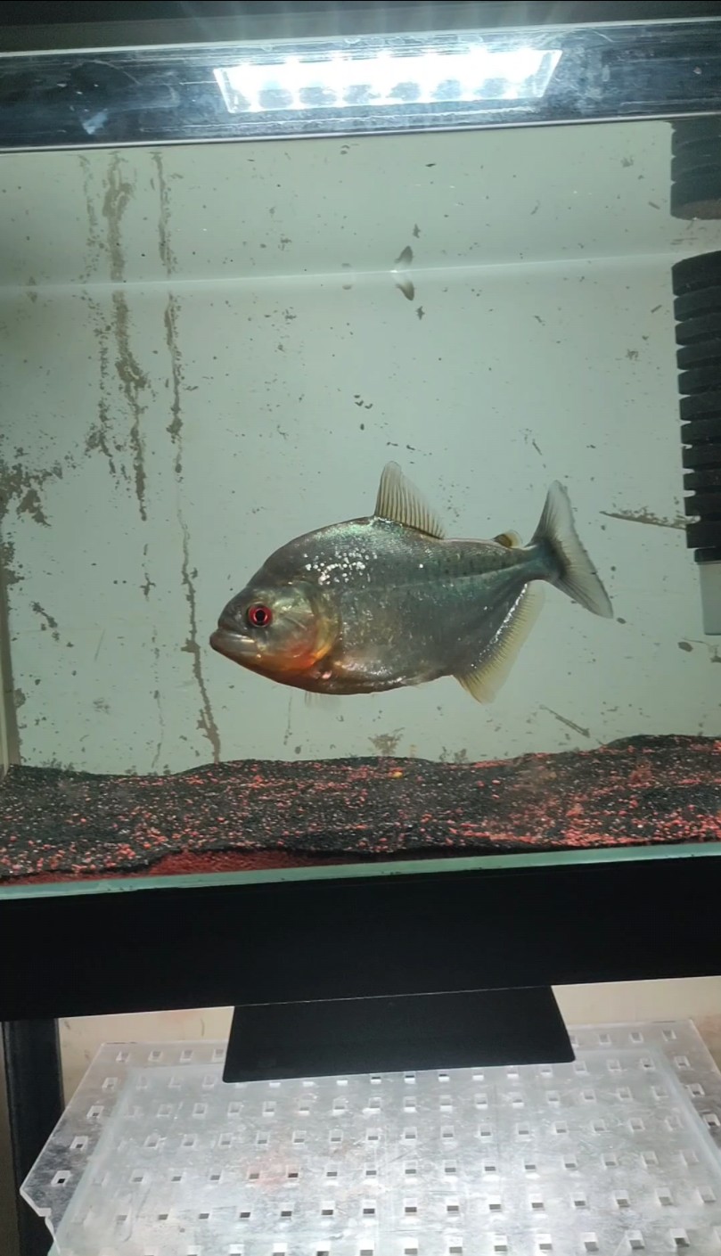 终于不怕人了,哪怕是最便宜的秘鲁钻黑,也是很帅的啊