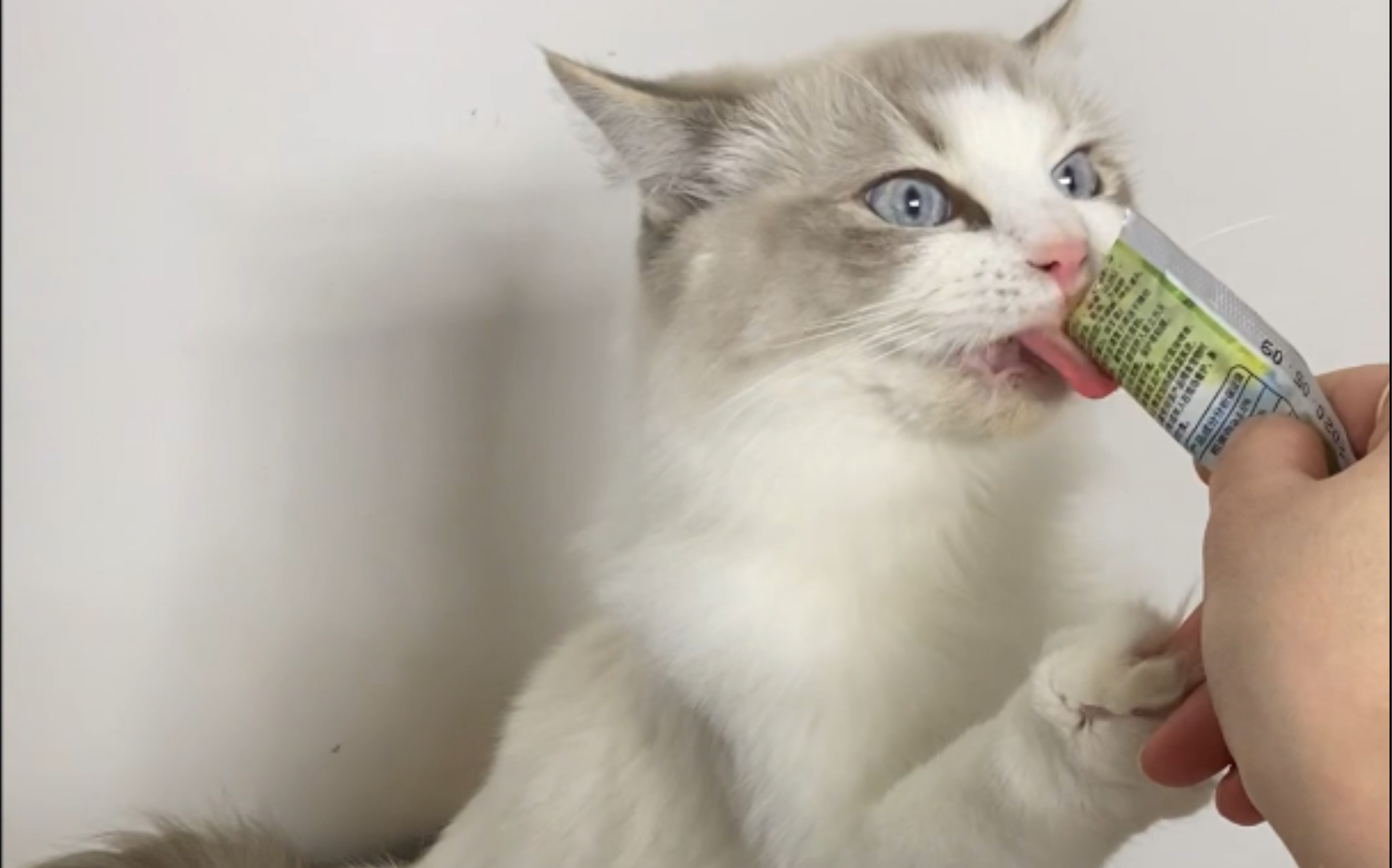 【布偶猫舍】没有一技之长还吃不到零食呢