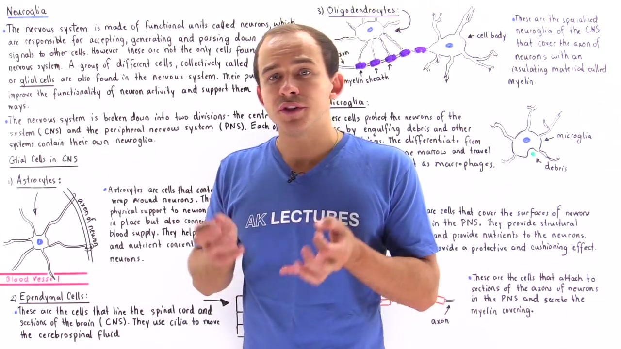 [图]8.Types of Neuroglia (Glial Cells)