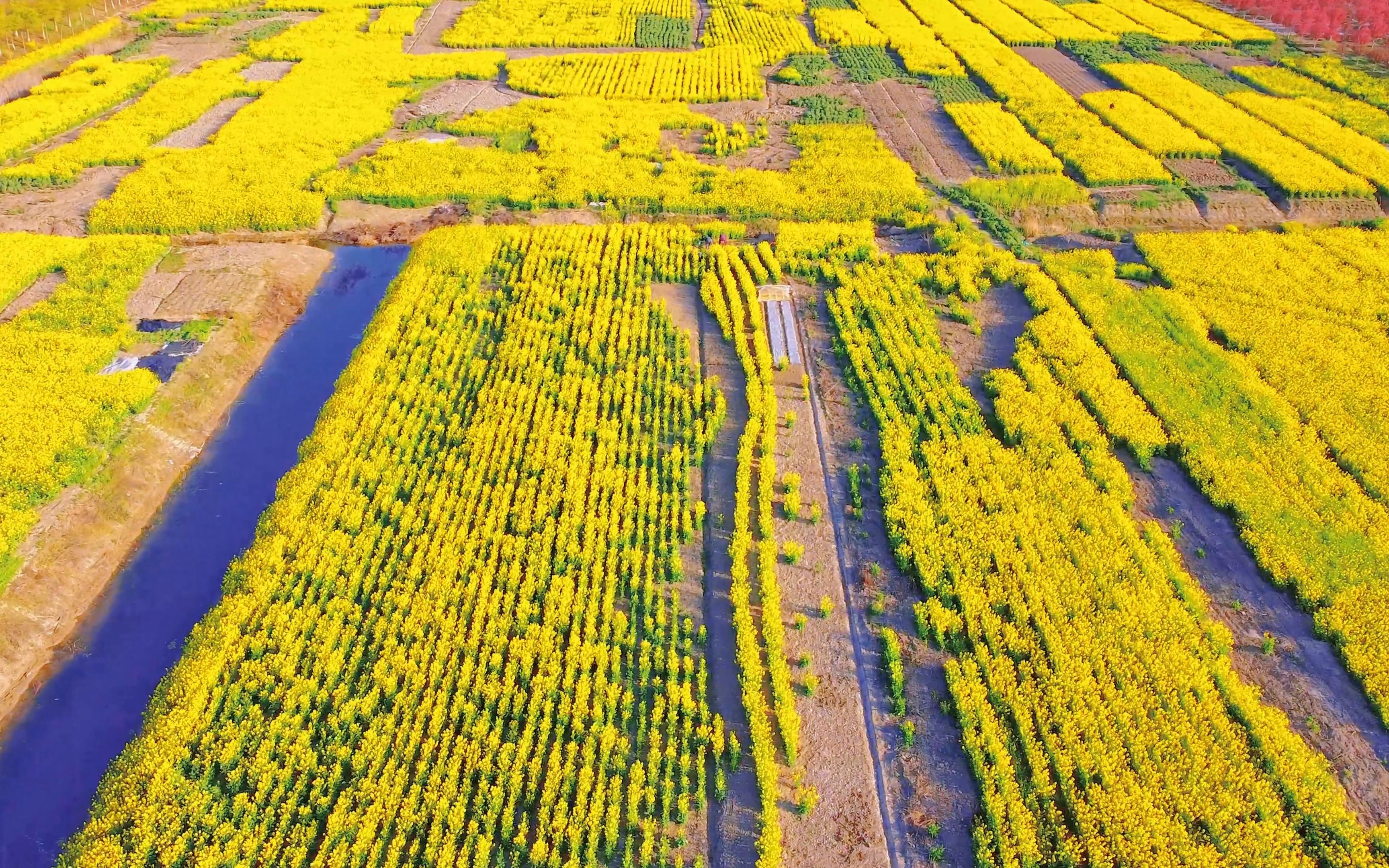 盐城油菜花开季,浪漫的春日收藏家