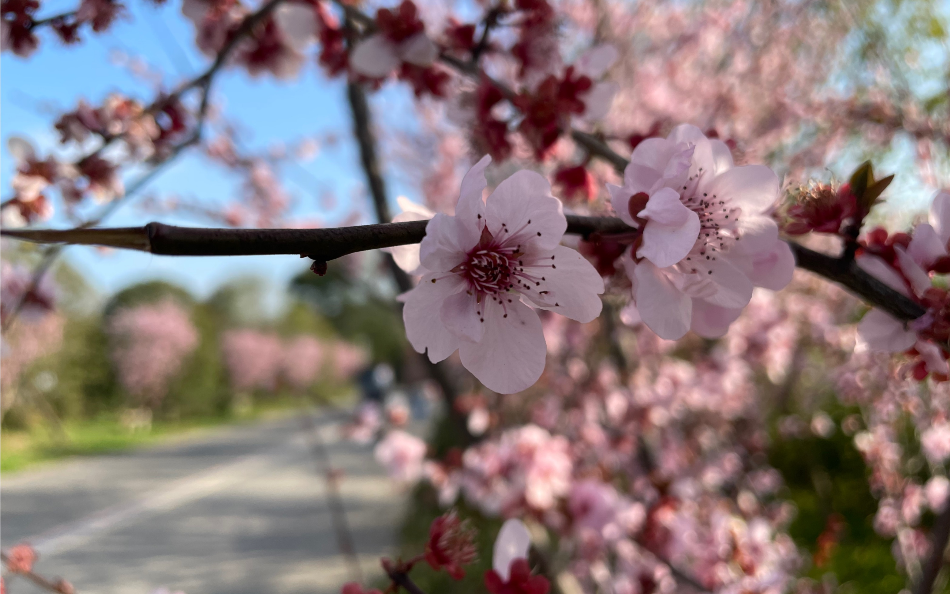 [图]三月桃花，可爱深红爱浅红？