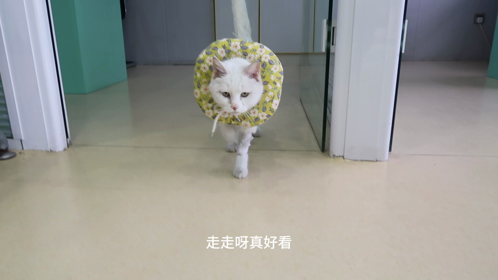 猫步就得猫咪走!专业t台秀!