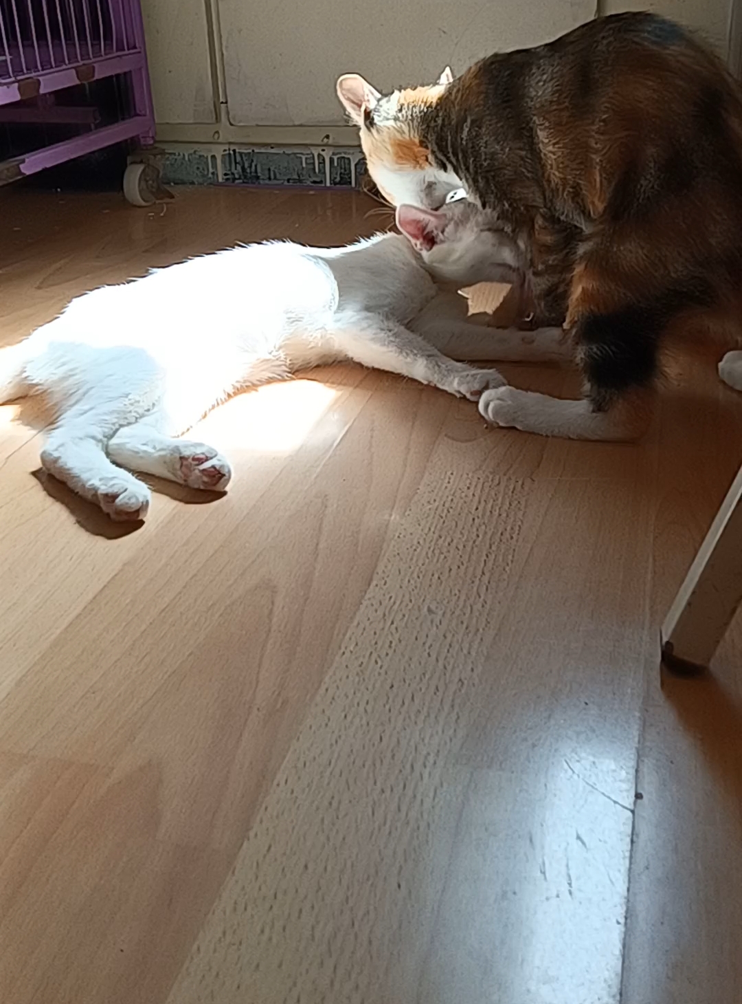 阳光下的小白猫和茶茶咪