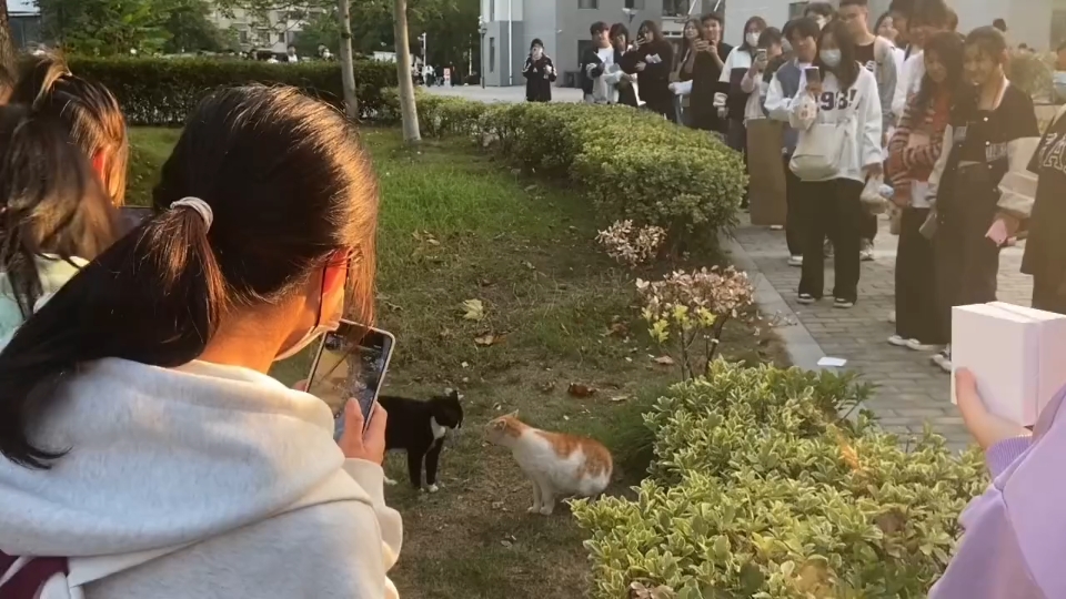 [图]原来猫猫也会闹分手