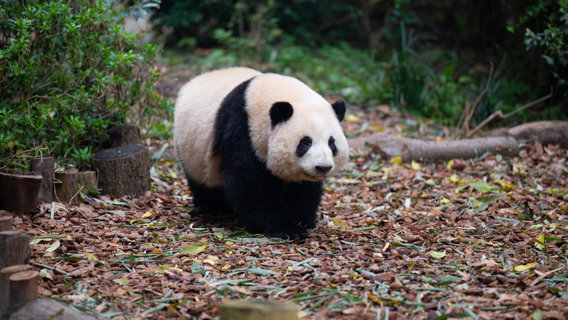 电脑壁纸 横屏 动物图片