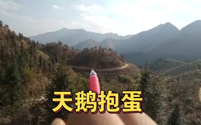 喝形:天鹅抱蛋-我在操场放牛羊-默认收藏夹-哔哩哔哩视频