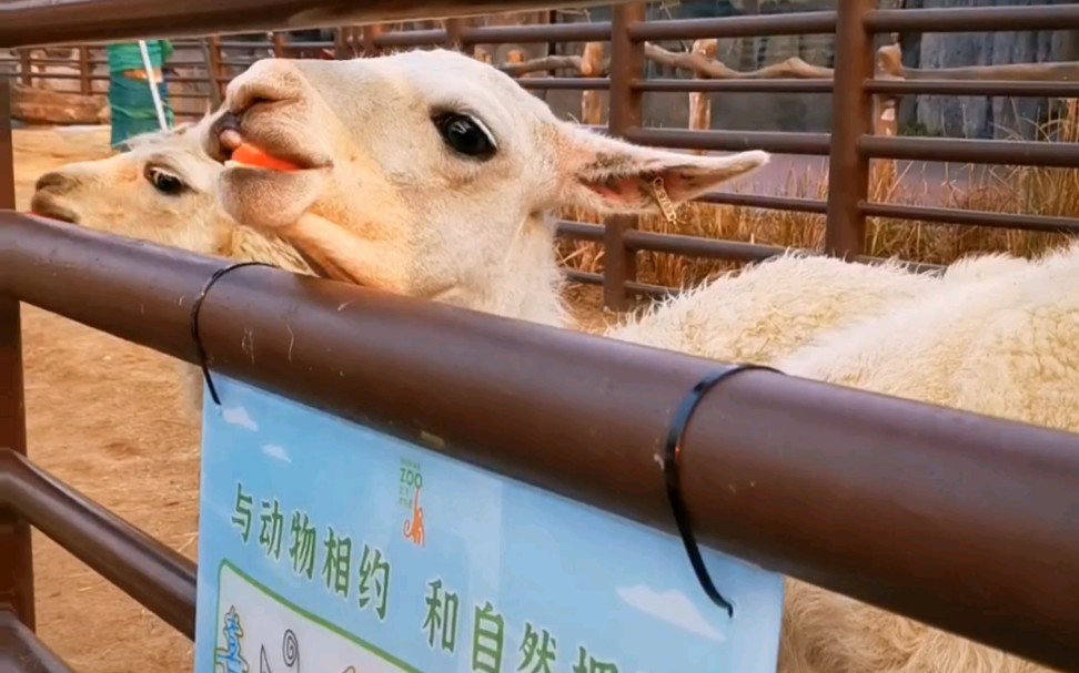 大羊駝,12月27武漢動物園