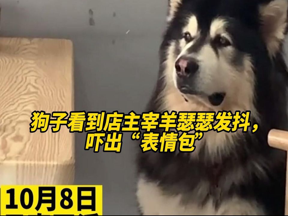 狗子看到店主宰羊瑟瑟发抖,吓出"表情包"