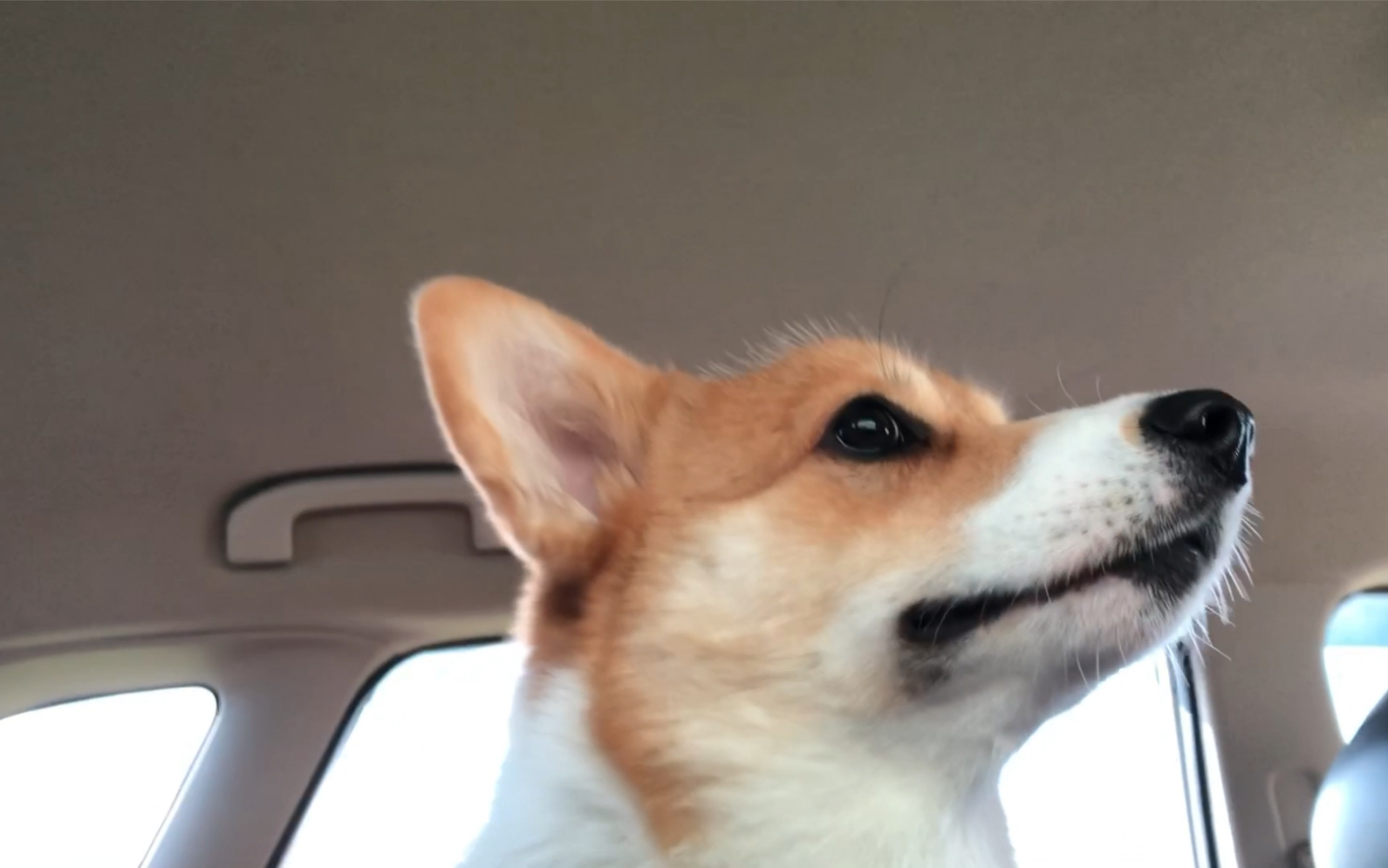 仗着自己是家里独子肆无忌惮在车上肆无忌惮的柯基【要去游泳咯】