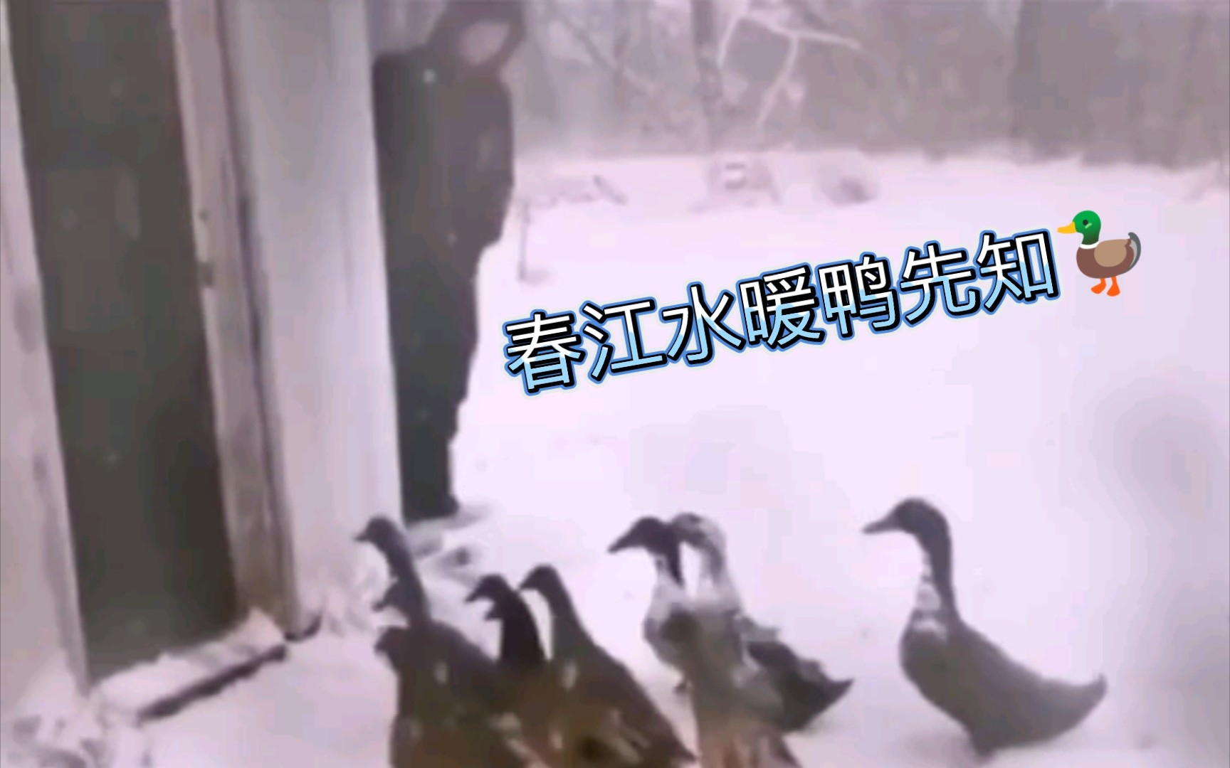 [图]春江水暖鸭🦆先知