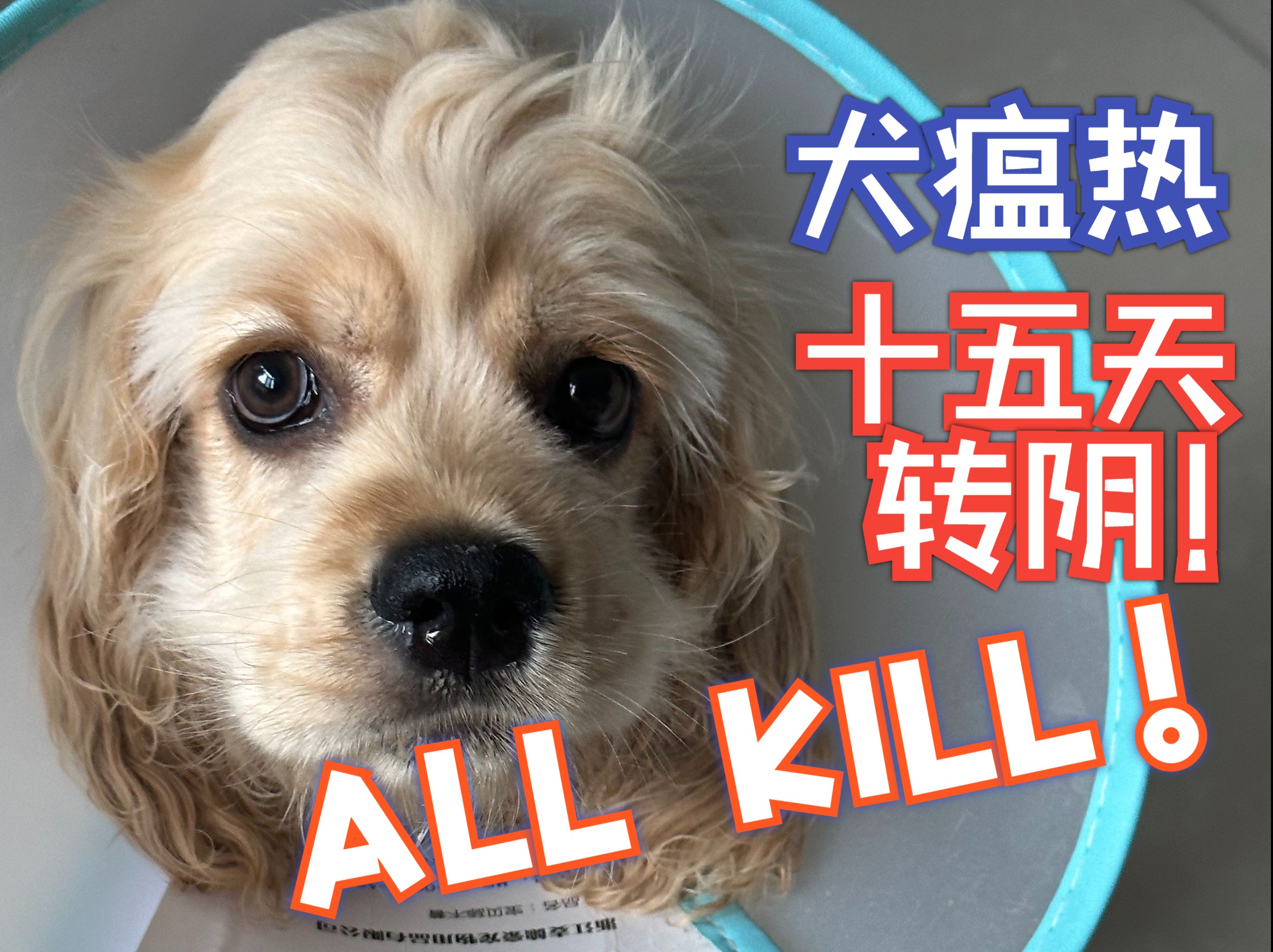 犬瘟热病例图片