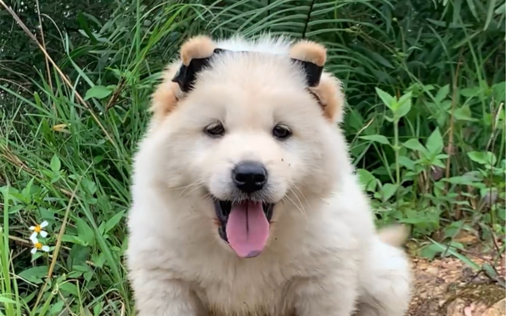 活动  今天在乡下淘回一只极品土松小公狗,性格颜值非常好!