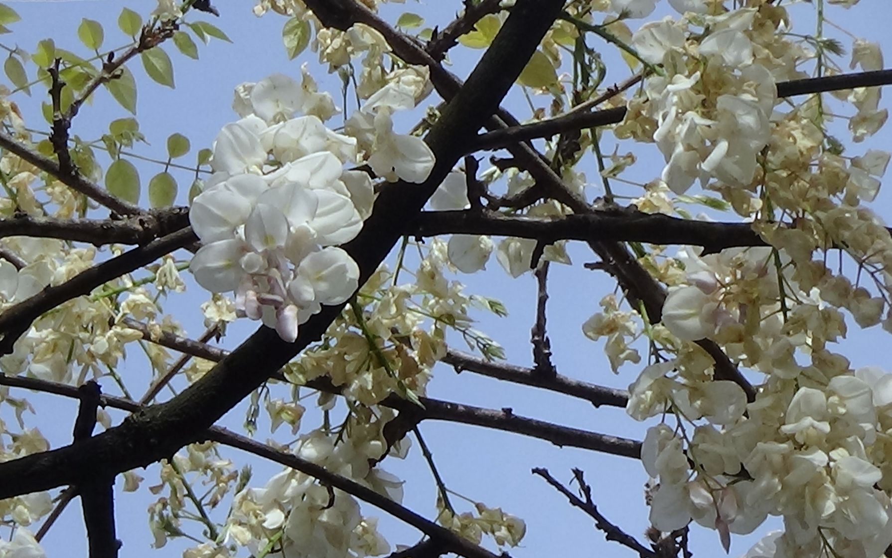 蘇州東園有一棵生長了幾百年的開著白色花的紫藤樹