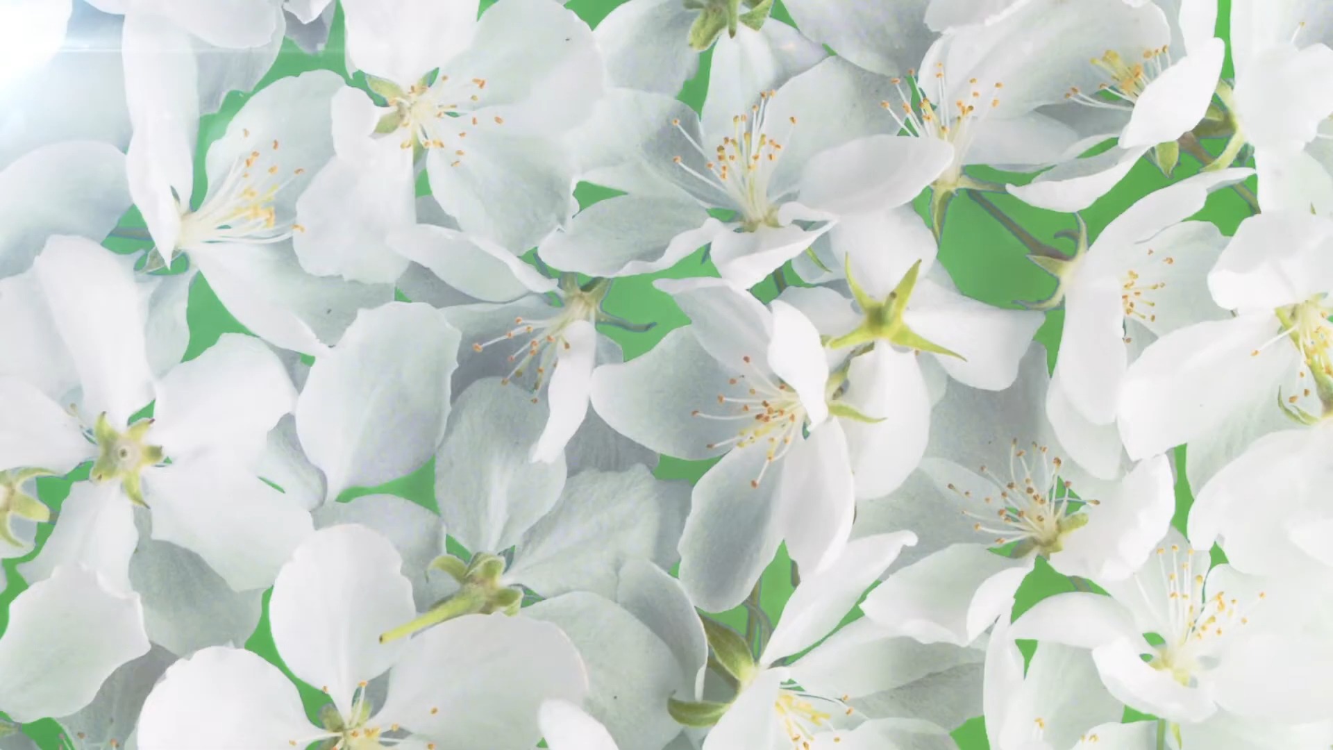 鲜花绿幕素材