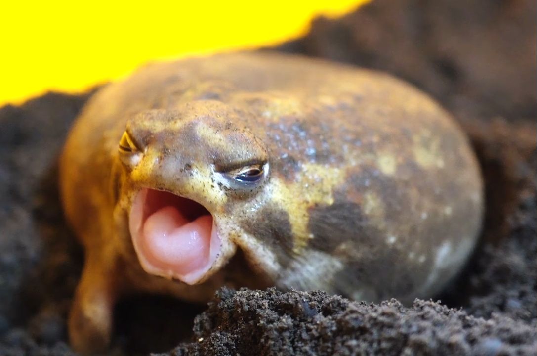 馒头蛙:专治各种失眠