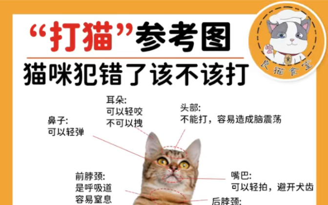 “打猫”参考图哔哩哔哩bilibili